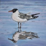 Seagull reflections