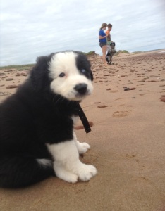 Chico at the Beach